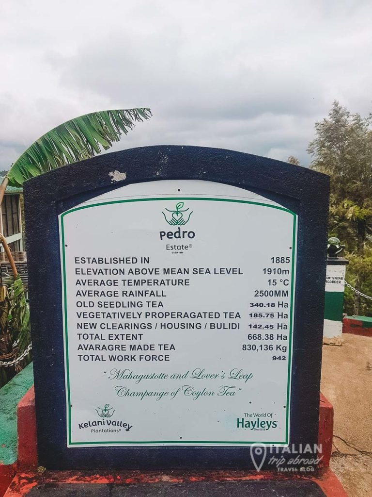 Pedro Estate - Tea Plantation in Nuwara Eliya and Tea factories tour