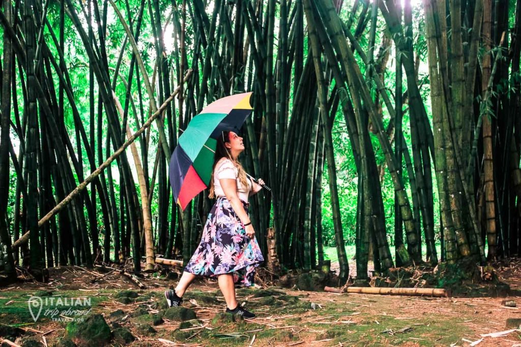 12 THINGS TO DO IN KANDY THE CULTURAL CAPITAL OF SRI LANKA 2 Kandy Royal Botanic Garden-5