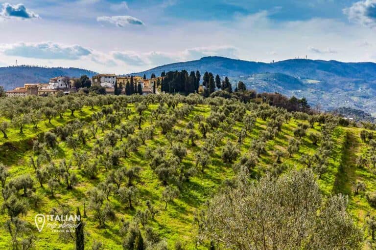 Vineyard and hills in Puglia, Italy - Visit Apulia olive oil production