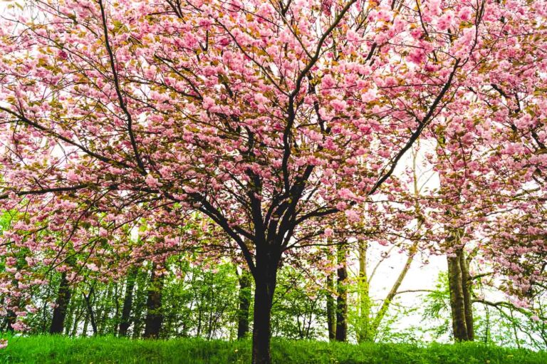 Cherry Blossom in London ' Greenwich Park