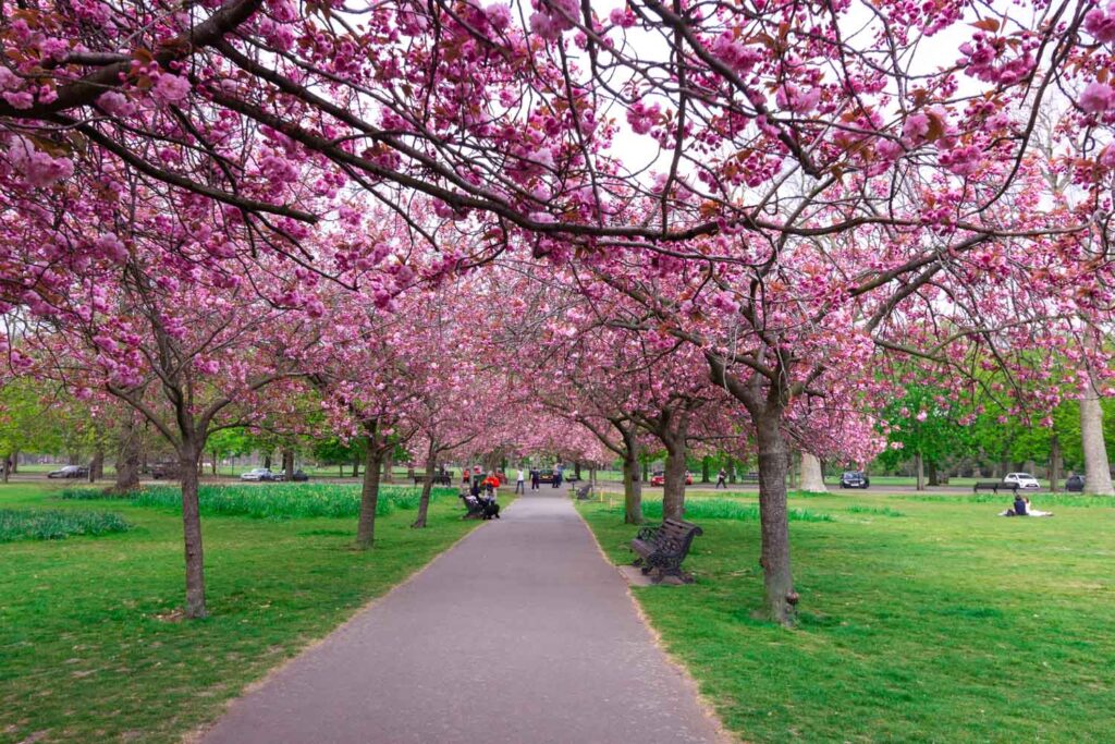 Greenwich Park Cherry blossom 