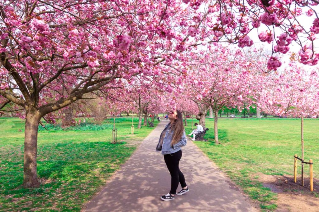 Greenwich cherry blossom walk is one of the most suggestive walking path in the royal park and one of the prettiest locations in London Greenwich in Spring - Greenwich Day out in Greenwich Park