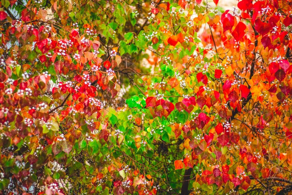 26 Incredible places to spend autumn in Europe 11 Autumn leaves in Autumn