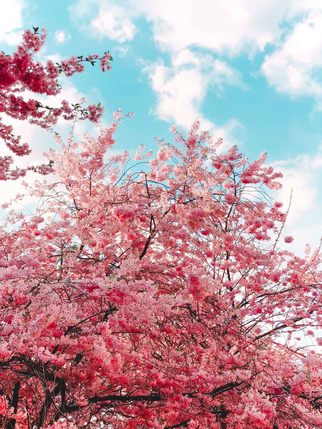 Amazing cherry blossoms in Berlin - Pink magnolia tree in Berlin
