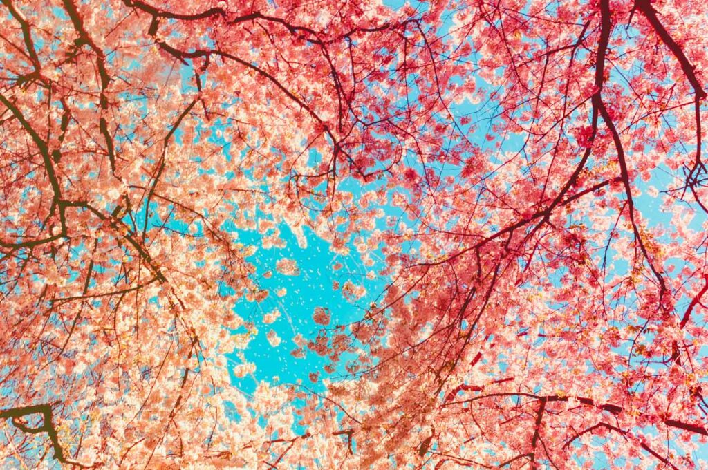 Where to see cherry blossoms in Paris | Enjoy spring in Paris 5 Best view of cherry blossom in Paris - Paris cherry blossom locations