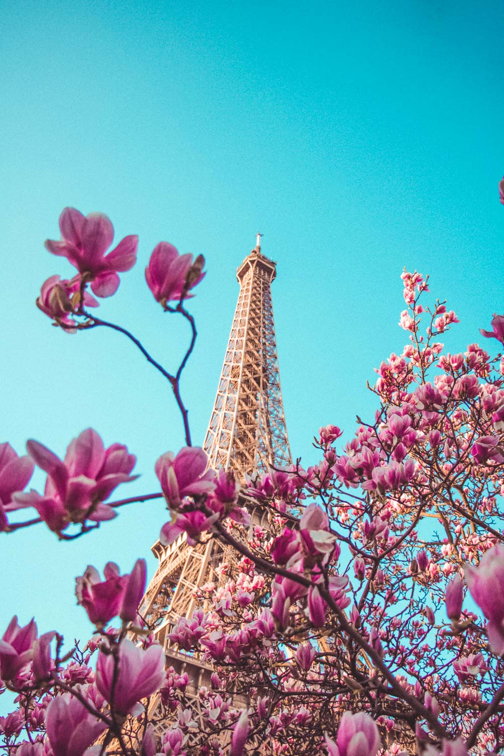 Where to see cherry blossoms in Paris | Enjoy spring in Paris 2 Eiffel Tower cherry blossoms in Paris