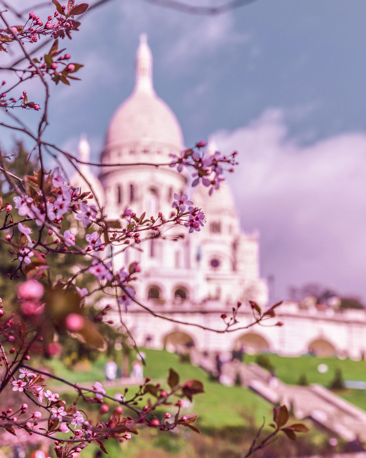 Where to see cherry blossoms in Paris | Enjoy spring in Paris 8 Montmartre cherry blossom locations