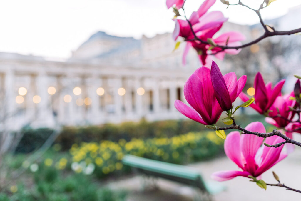 Where to see cherry blossoms in Paris | Enjoy spring in Paris 6 Palais Royal cherry blossoms in Paris