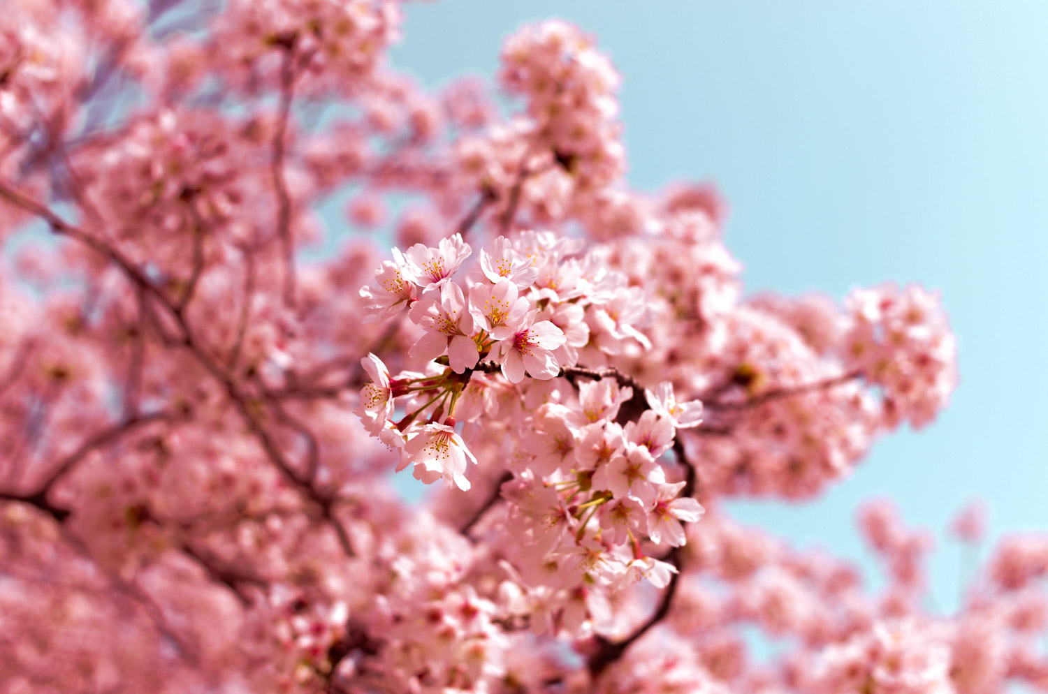 Paris Cherry blossoms spots