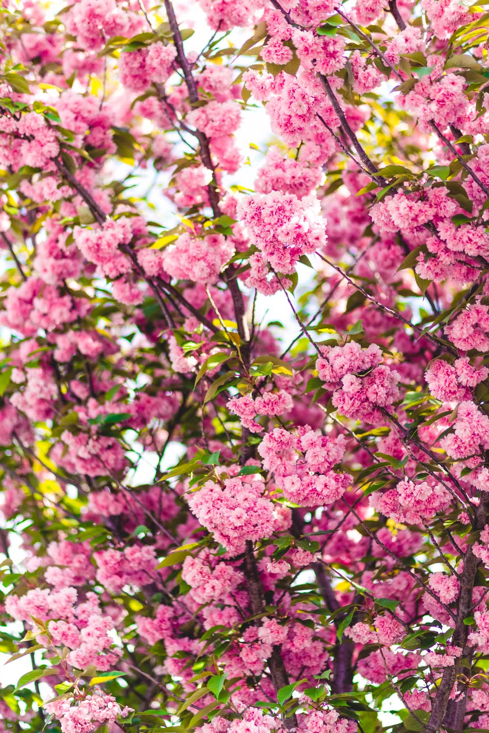Where to see cherry blossoms in Paris | Enjoy spring in Paris 4 Paris best cherry blossoms locations