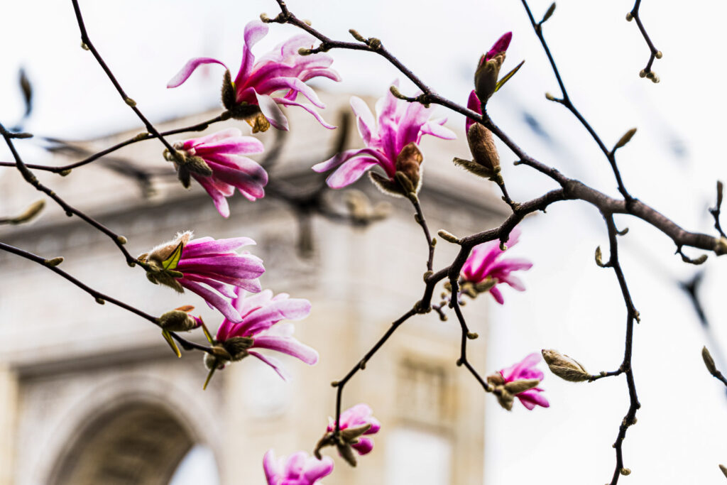 Where to see cherry blossoms in Paris | Enjoy spring in Paris 7 Cherry blossom locations in Pairs - Magnolia flowers at Arc de Thrionphe