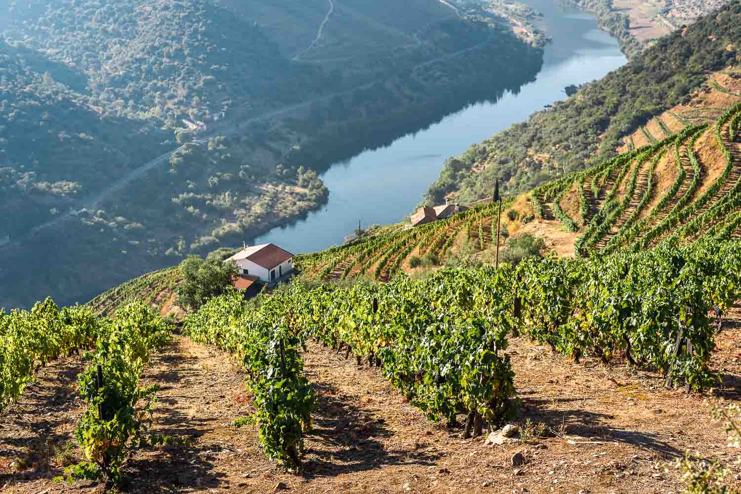 Weekend breaks in Portugal | 10 Perfect locations to visit in Portugal 7 Douro River groves in Portugal