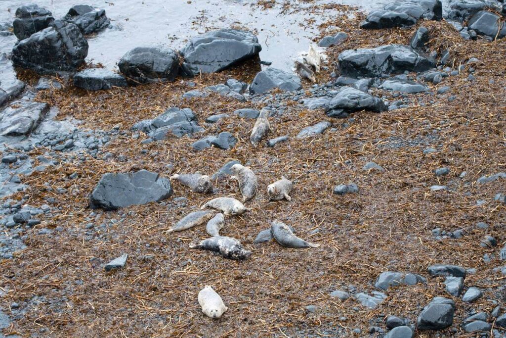 seals on the beach in Cornwall