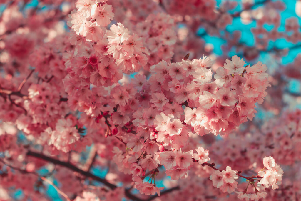 Beautiful cherry blossom in London