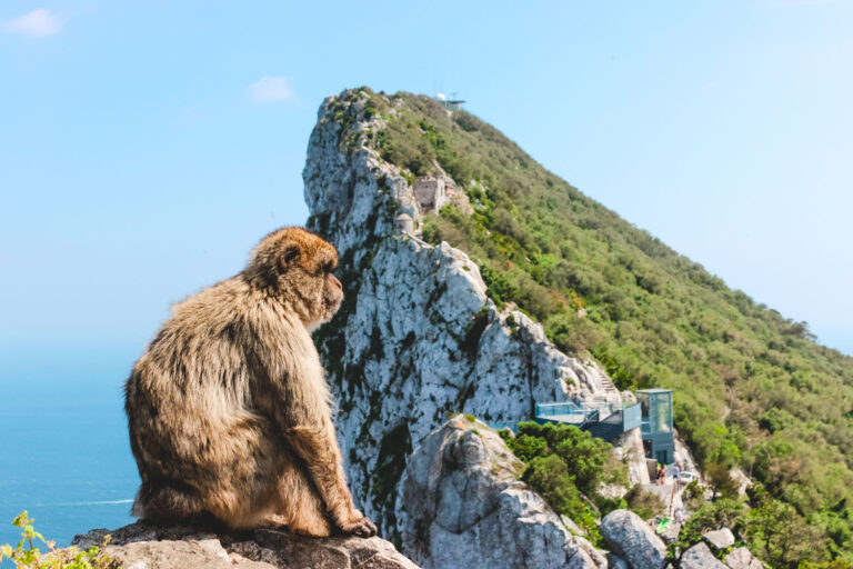 Gibraltar Macaques - Visit the rock as one of the best things to do in Gibraltar