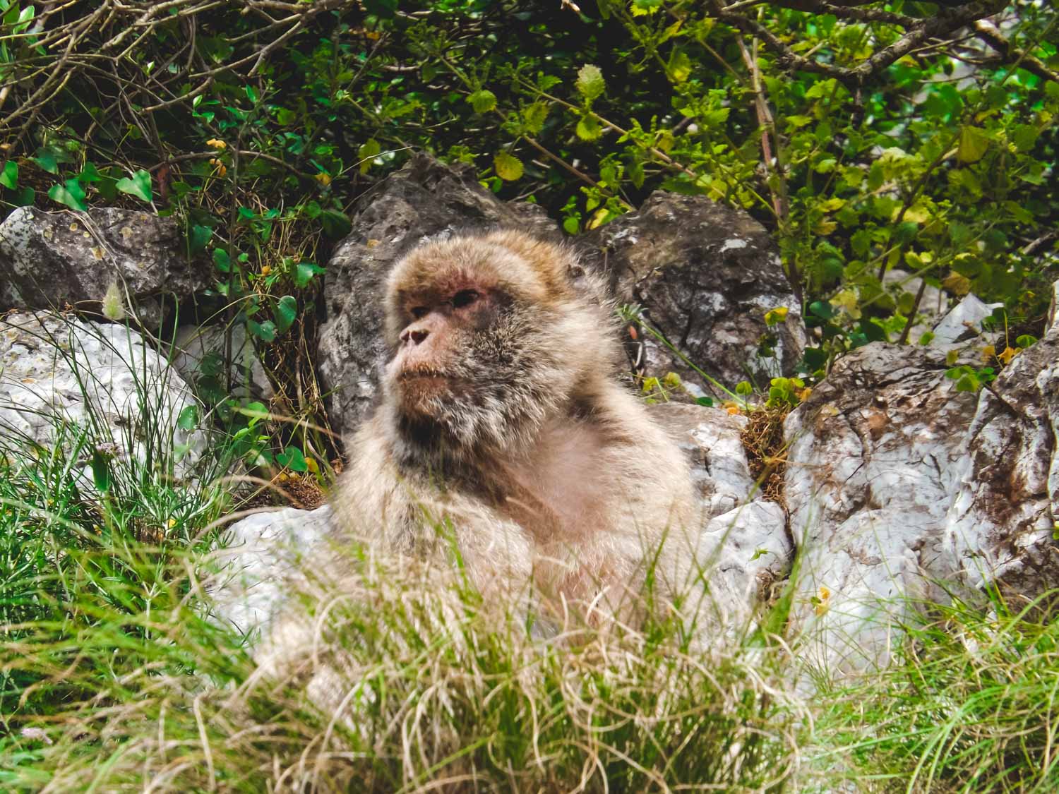 Macaquees of Gibraltar