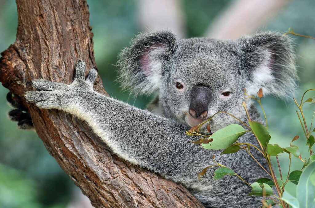 Koala in Kuranda a Village in the Rainforest - Australia Bucket List