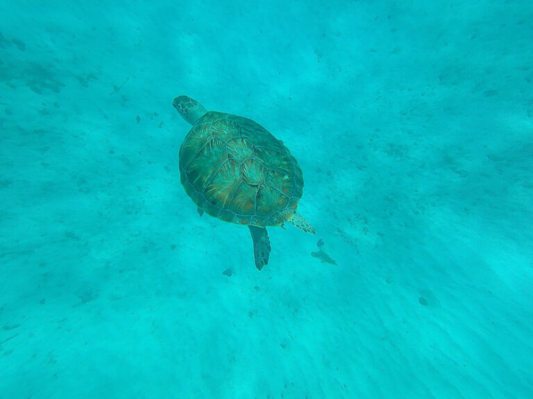 Snorkelling with Turtles in Barbados - Everything you should know about Barbados