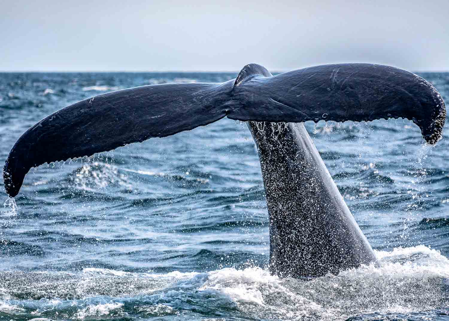 Whale watching and Dolphine watching is one of the best things to do in the Caribbean. Explore some of the most interesting activities in our Bucket list of Caribbean islands