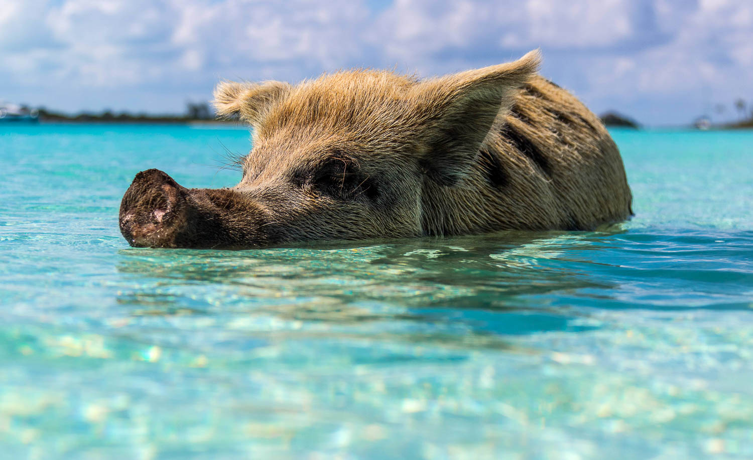 Swim with pigs in the Bahamas - Caribbean bucket list
