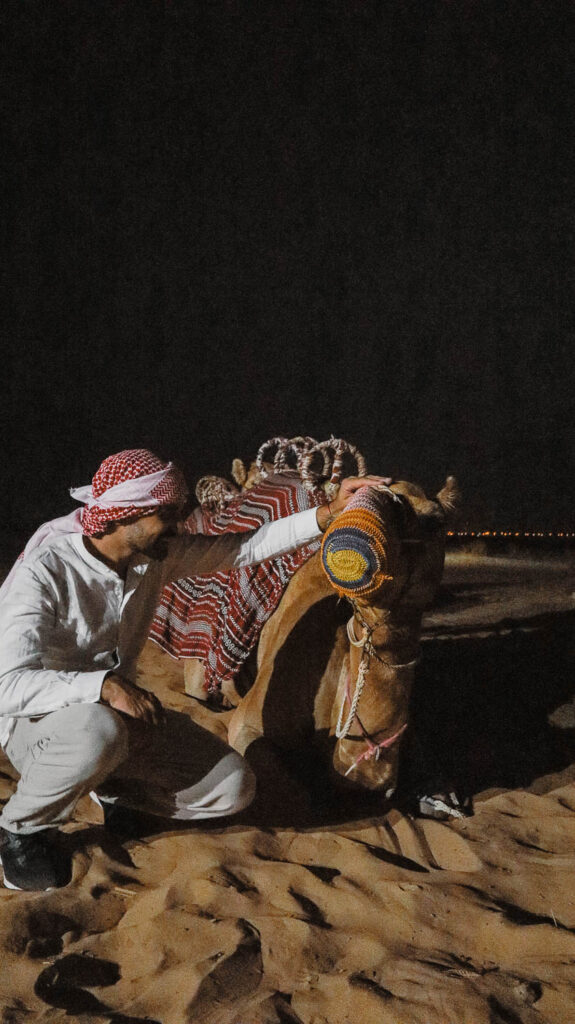 Meet the camels in Dubai