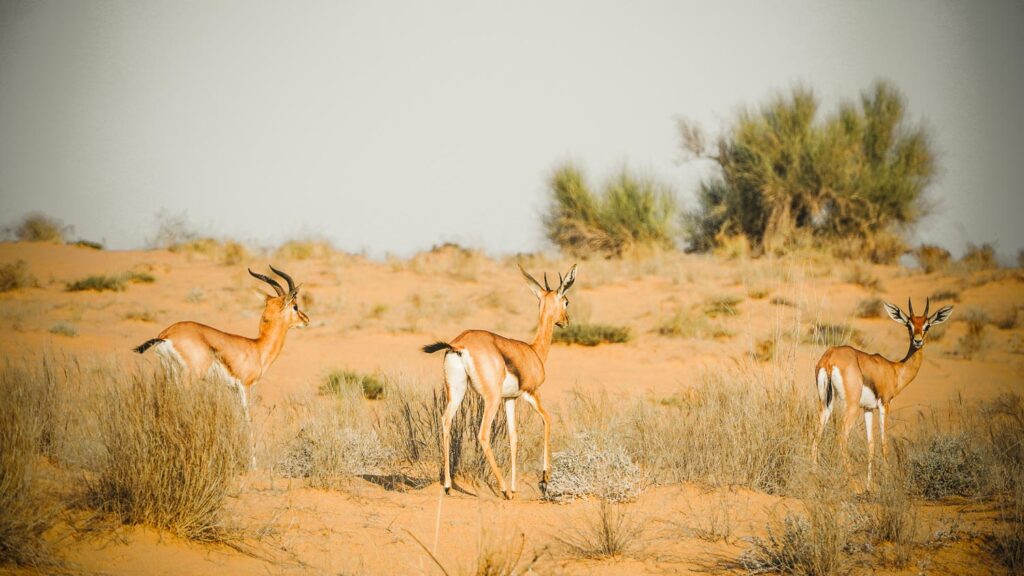 Best photos of wildlife in the Dubai Desert