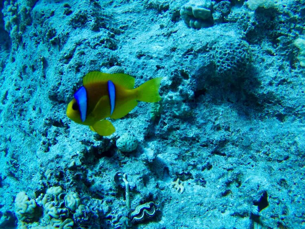 Coral Bay in the Red Sea near Sharm El Sheikh